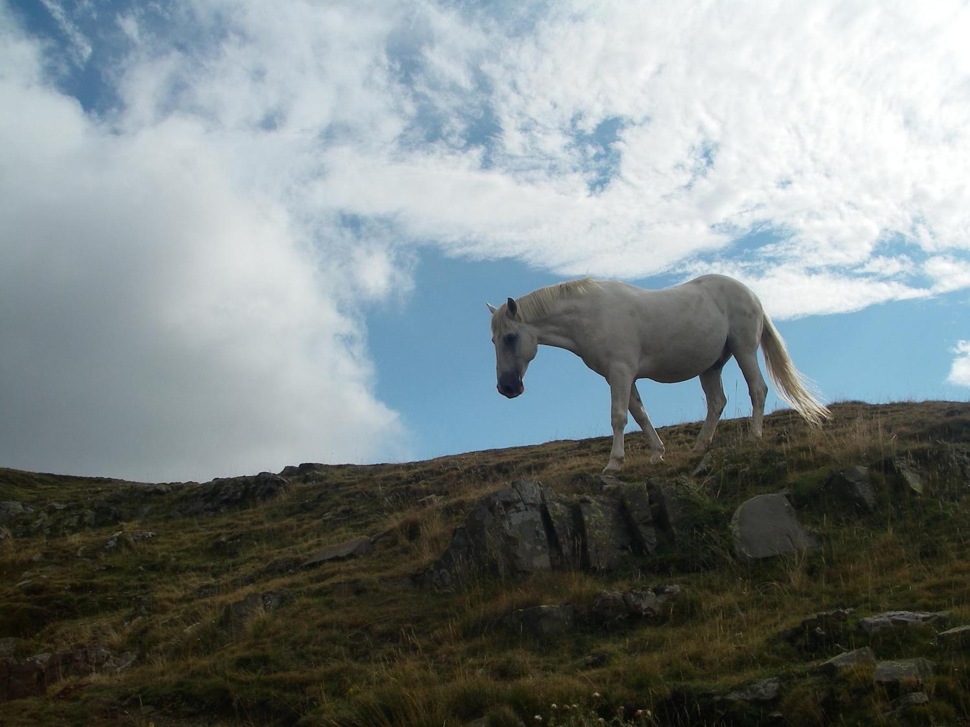 Belsierre Casa Pirinea Ordesa旅馆 外观 照片